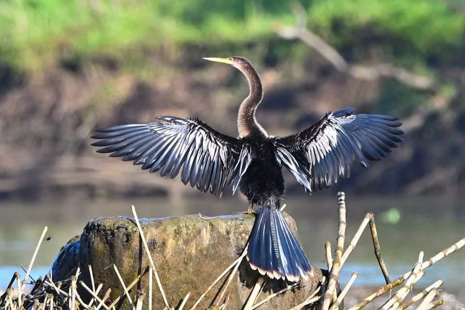 Anhinga bird Costa Rica