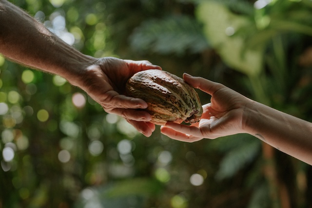 Fresh cacao pod at Rainforest Spice Tour Costa Rica