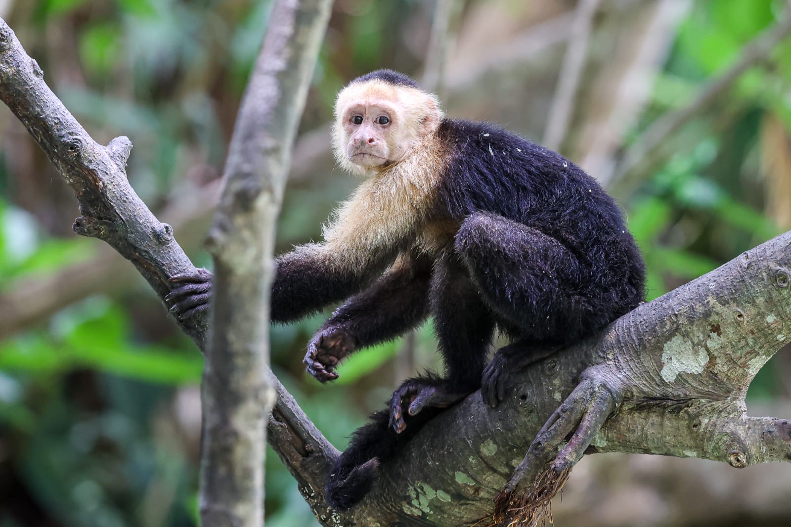 White-faced capuchin Costa Rica