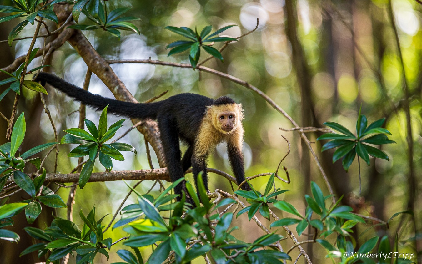 White-faced capuchin in the trees