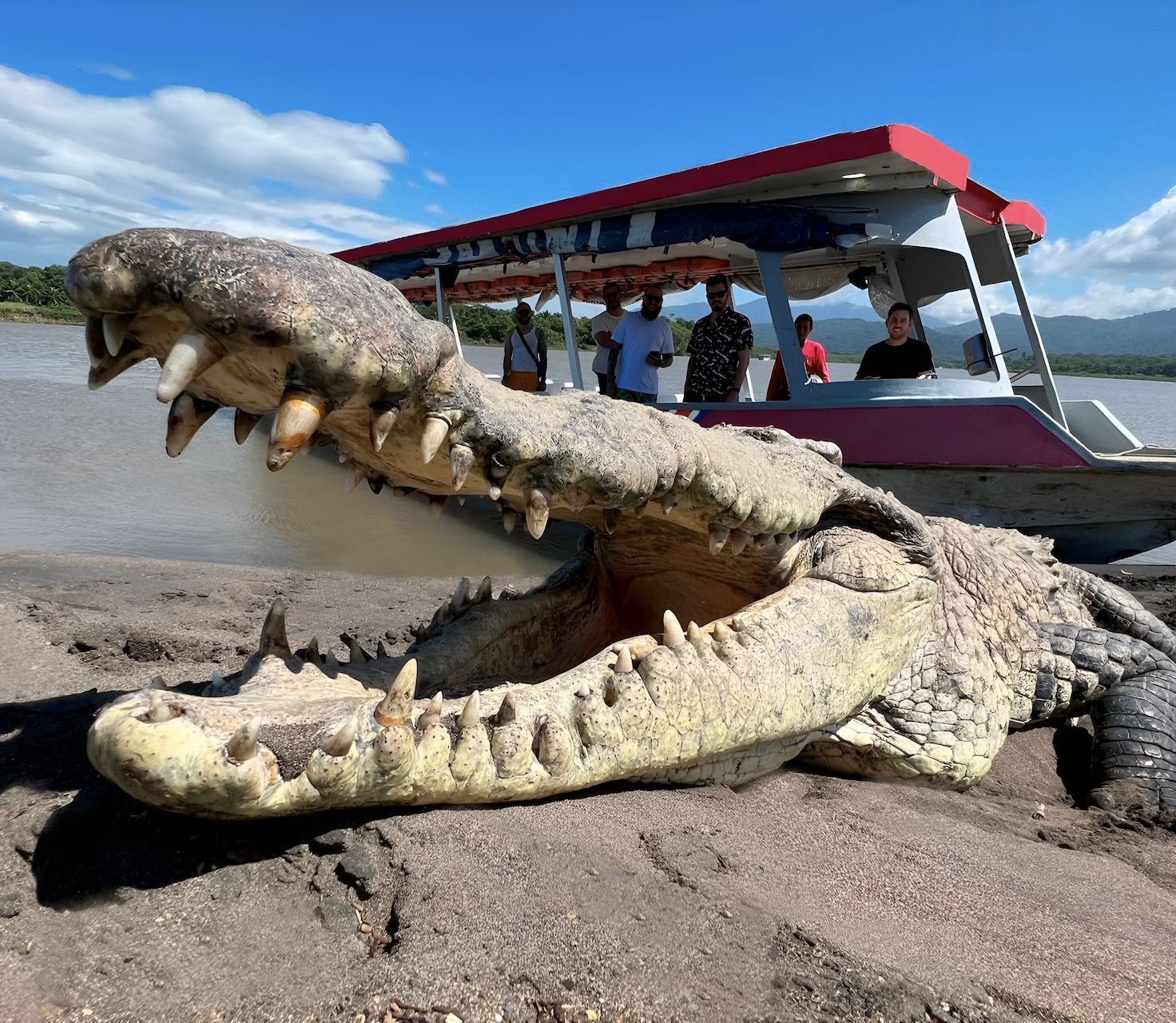 Crocodile on Tárcoles River bank