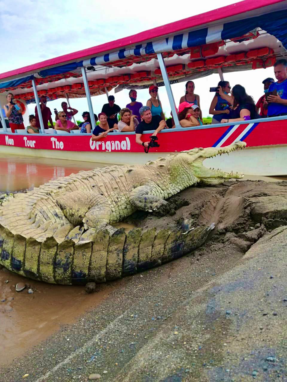 Crocodile by tour boat