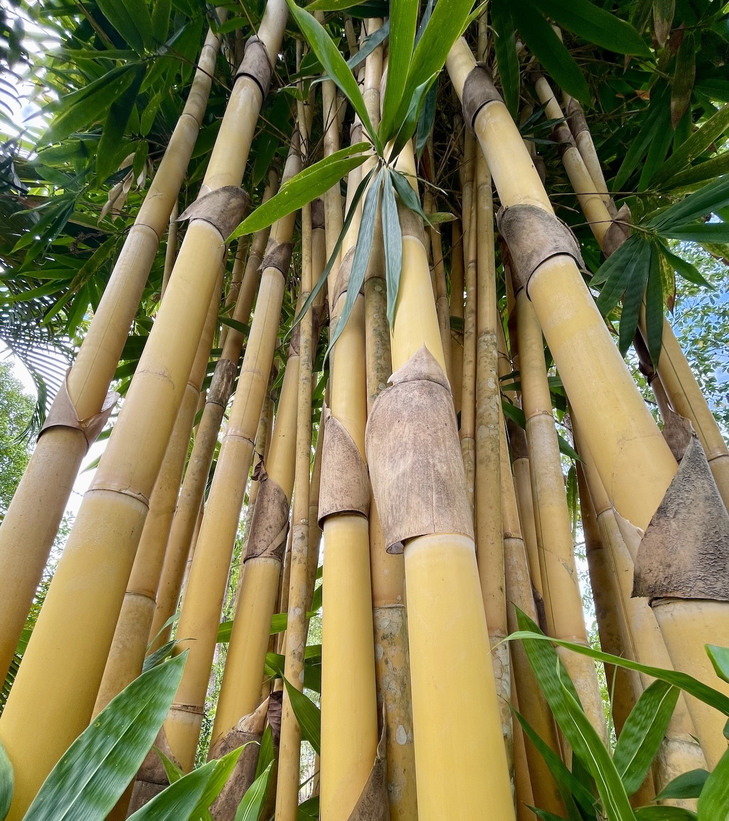 Sacred Bali Bamboo growing on the property at Villa Los Laureles Costa Rica