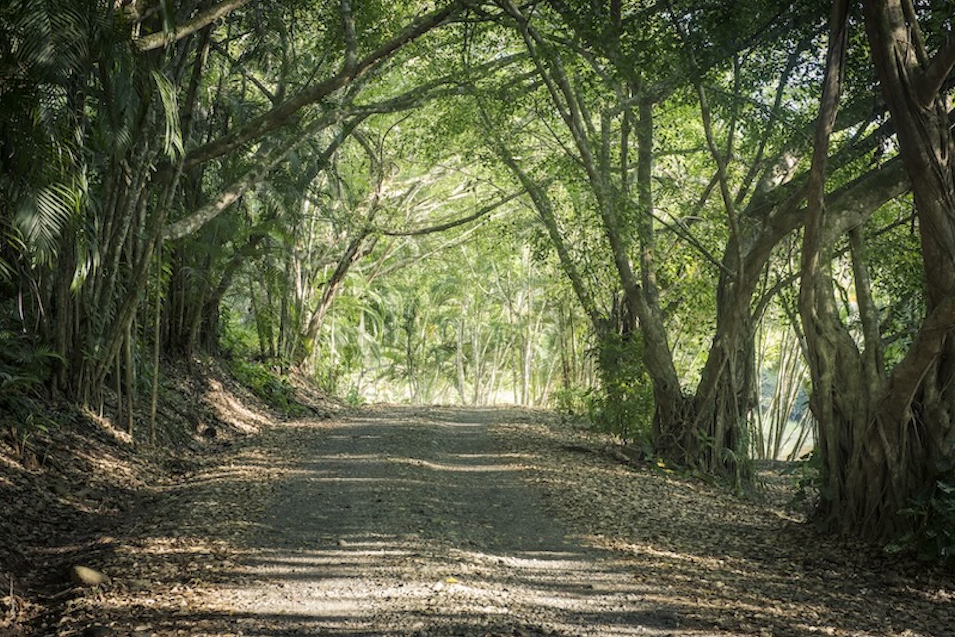 Jungle entrance road canopy at Villa Los Laureles Costa Rica