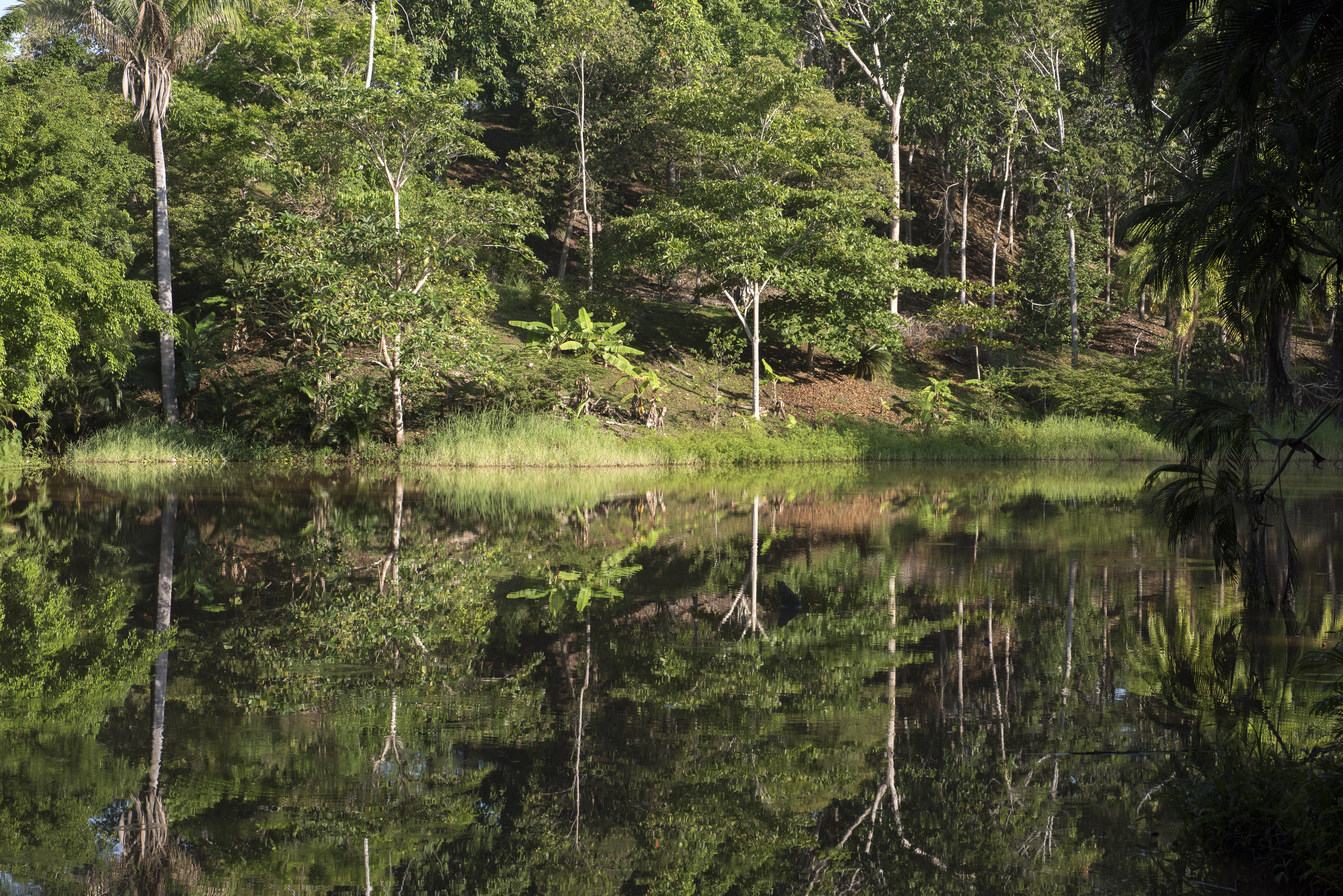 Private lake with palm tree reflections at Villa Los Laureles Costa Rica