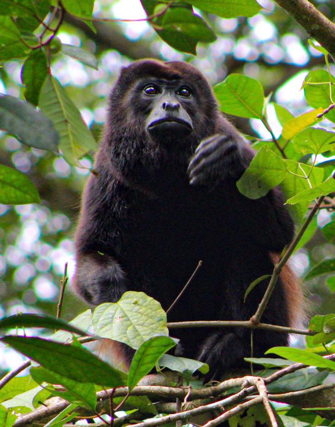 Howler Monkey Costa Rica