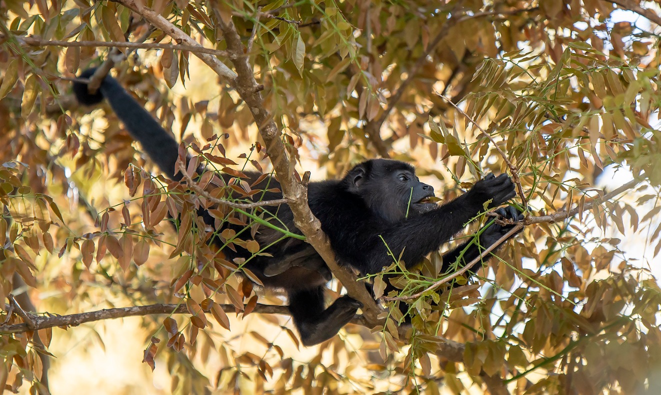 Howler Monkey Costa Rica