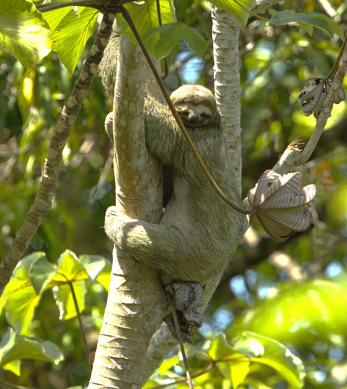 Sloth on mangrove tour Costa Rica