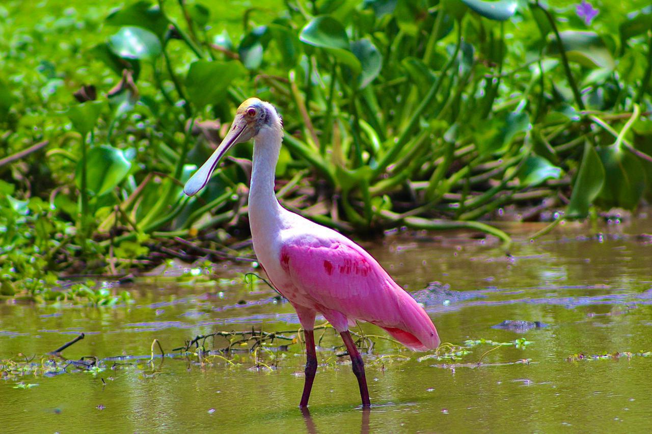 Roseate Spoonbill Costa Rica
