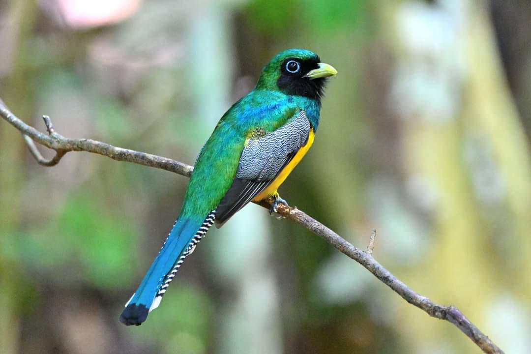 Gartered Trogon Costa Rica