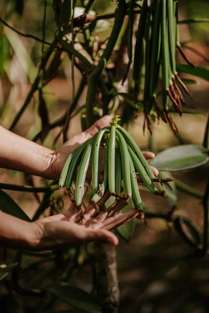 Vanilla pods at Rainforest Spice Tour Costa Rica