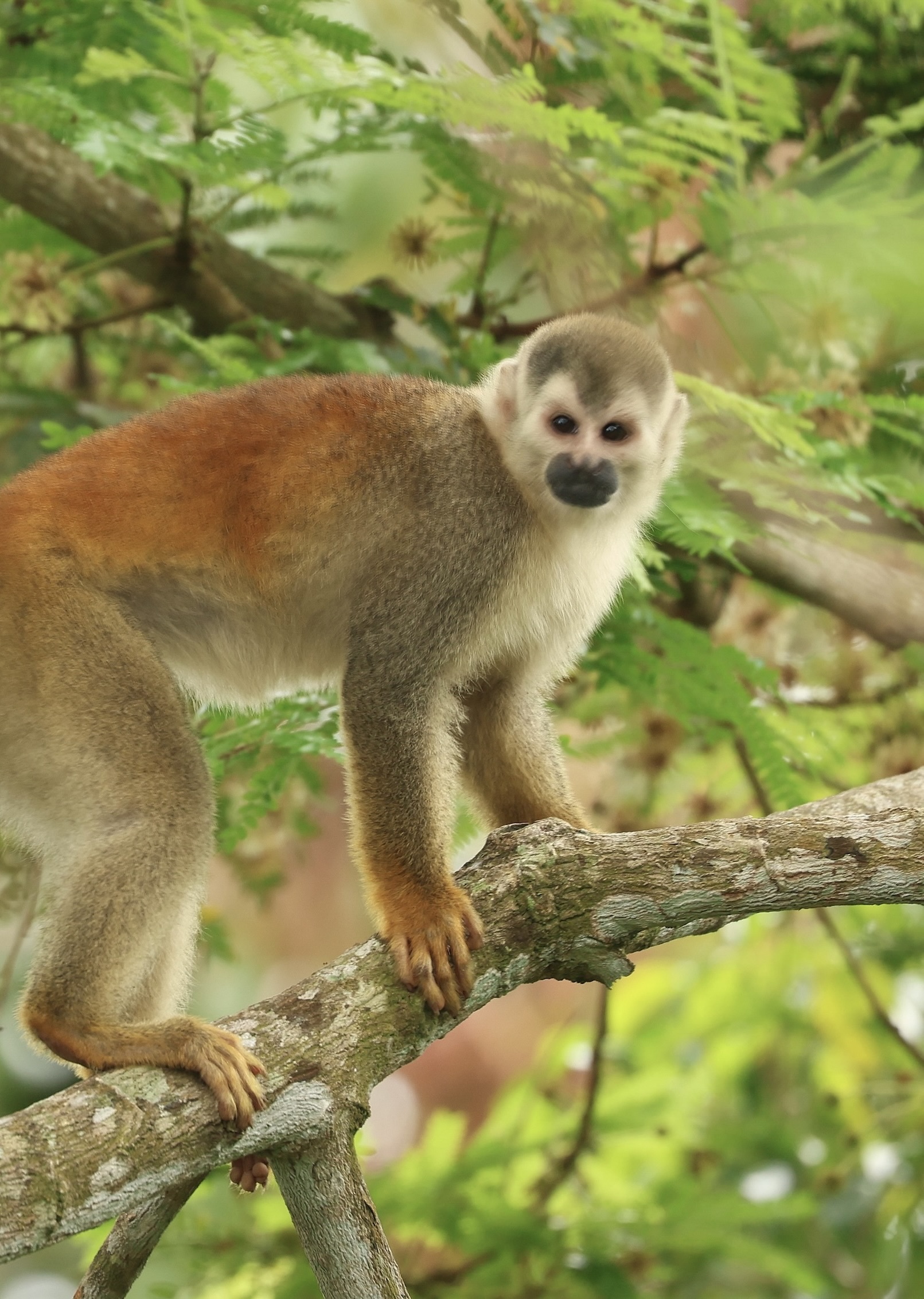 Squirrel monkey in the trees at Los Laureles Costa Rica