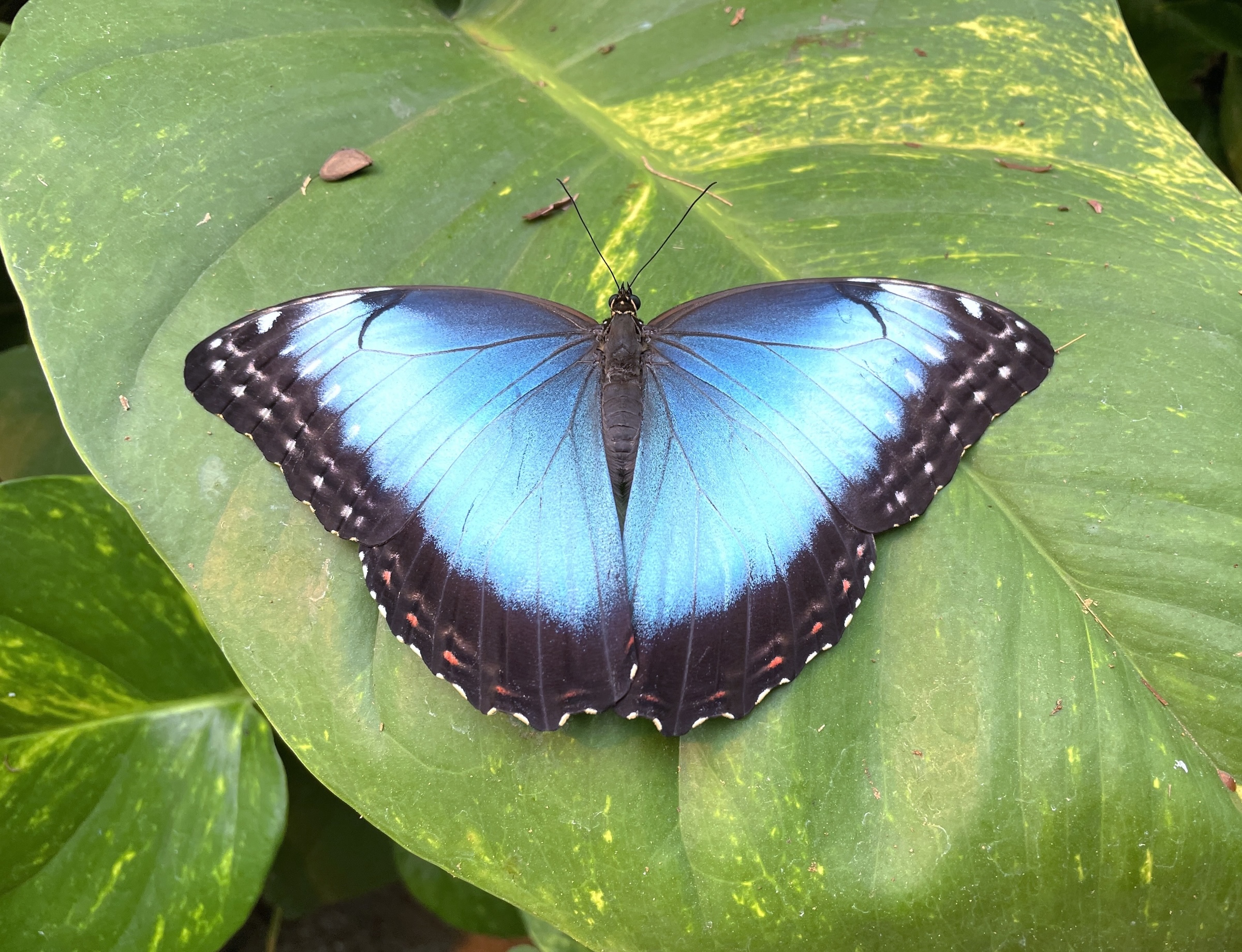 Blue Morpho butterfly at Los Laureles Costa Rica