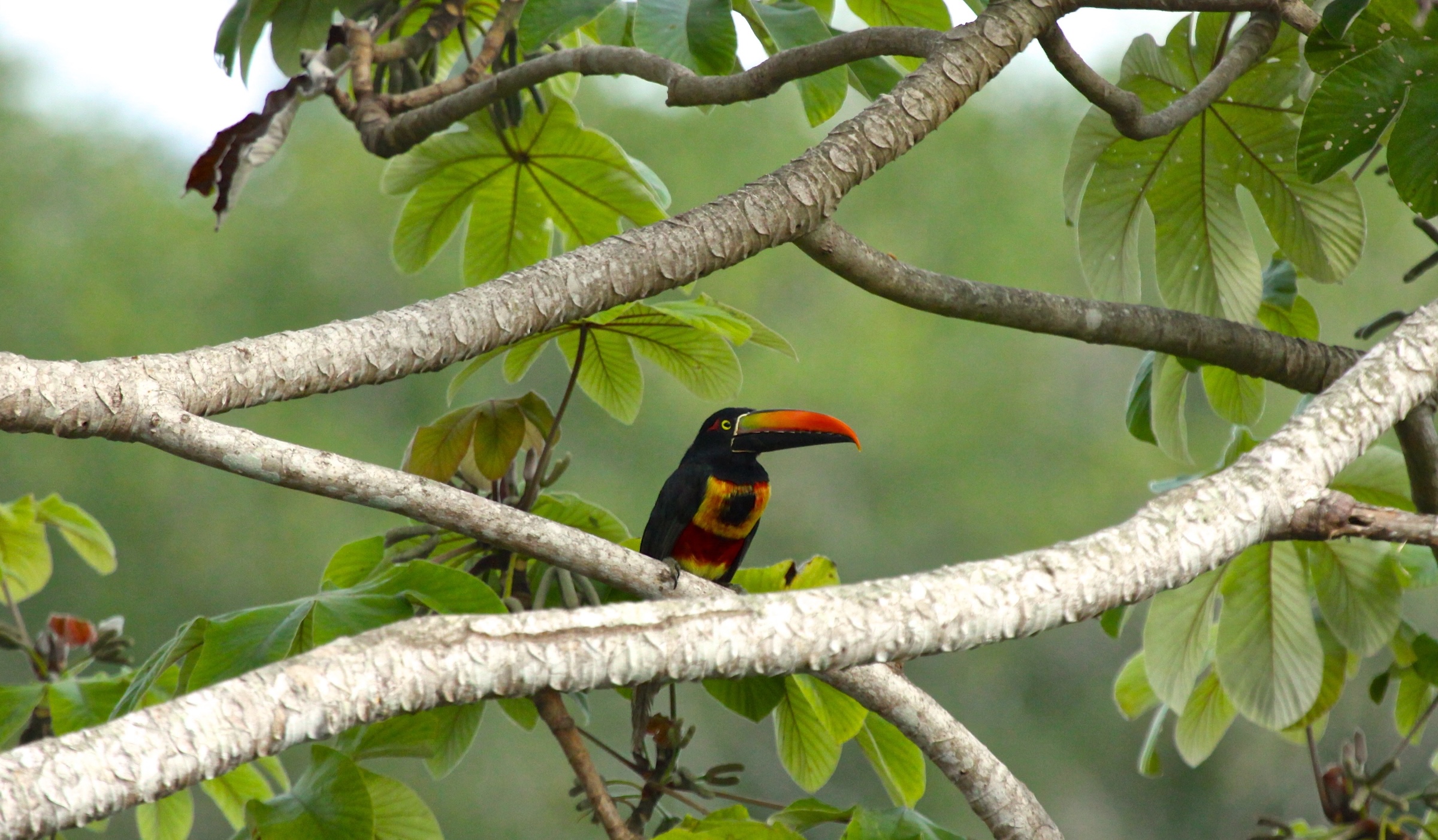 Blue-headed parrot at Los Laureles Costa Rica