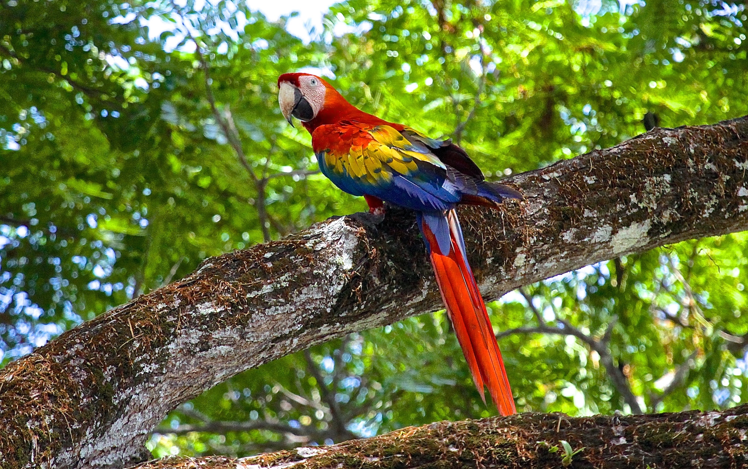 Scarlet Macaw perched in tropical forest at Villa Los Laureles Costa Rica