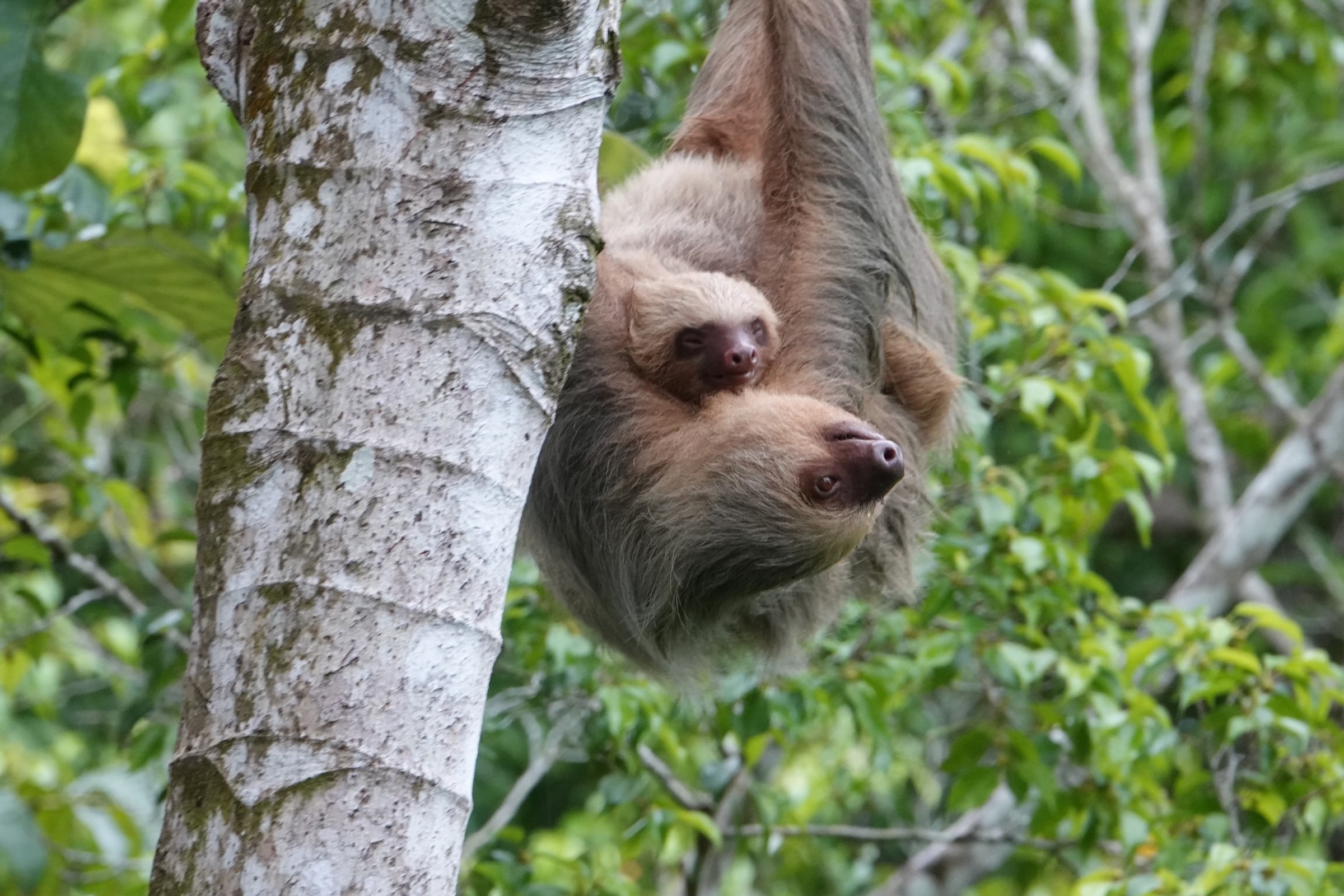 Mother and baby sloth at Villa Los Laureles Costa Rica wildlife sanctuary