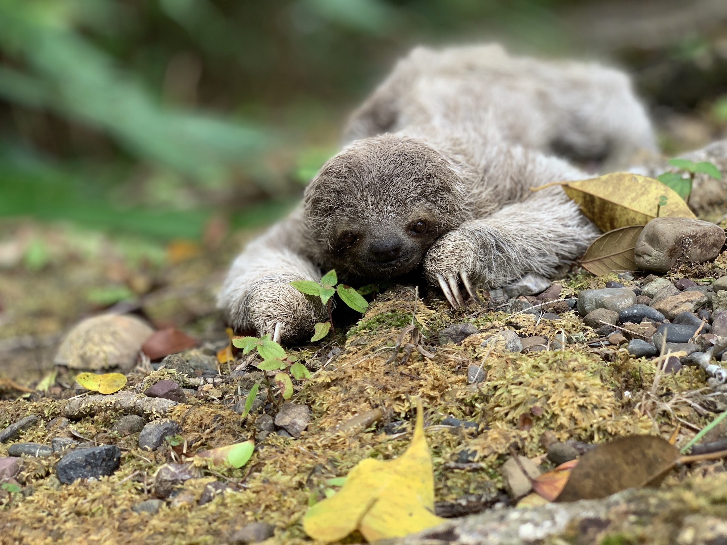 Baby three-toed sloth resting on the forest floor at Los Laureles Costa Rica