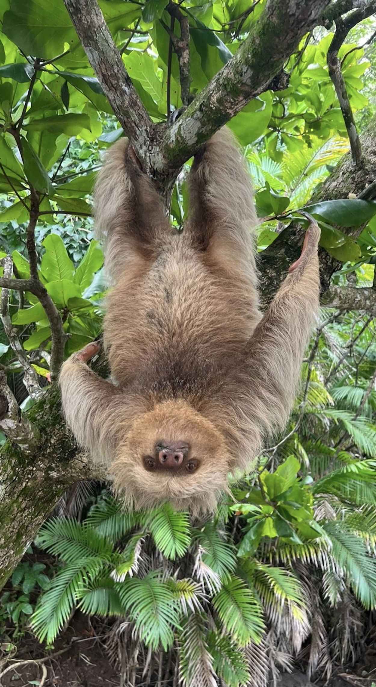 Two-toed sloth hanging upside down in Costa Rica jungle
