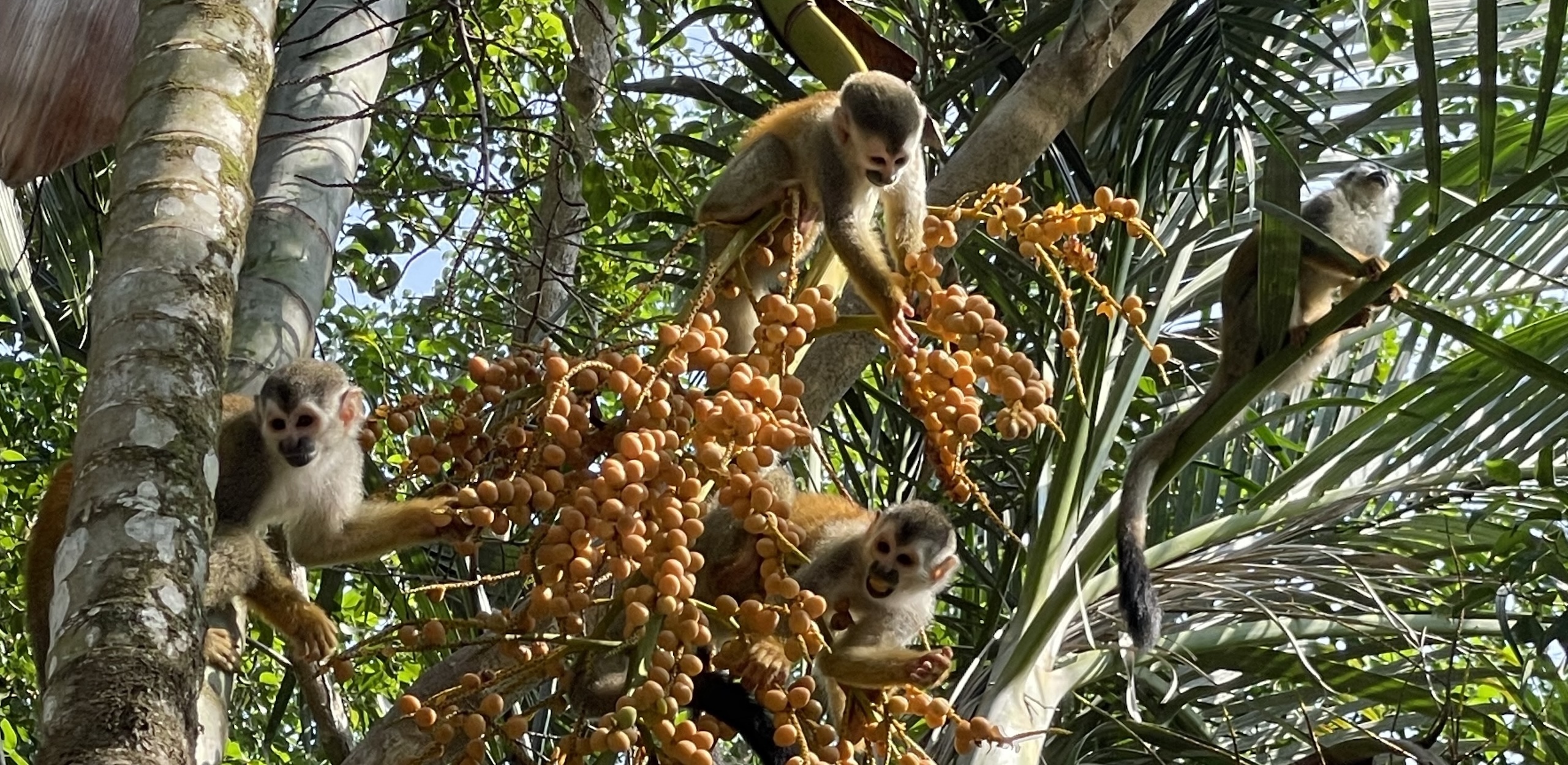 Troop of squirrel monkeys feeding in palm trees Costa Rica