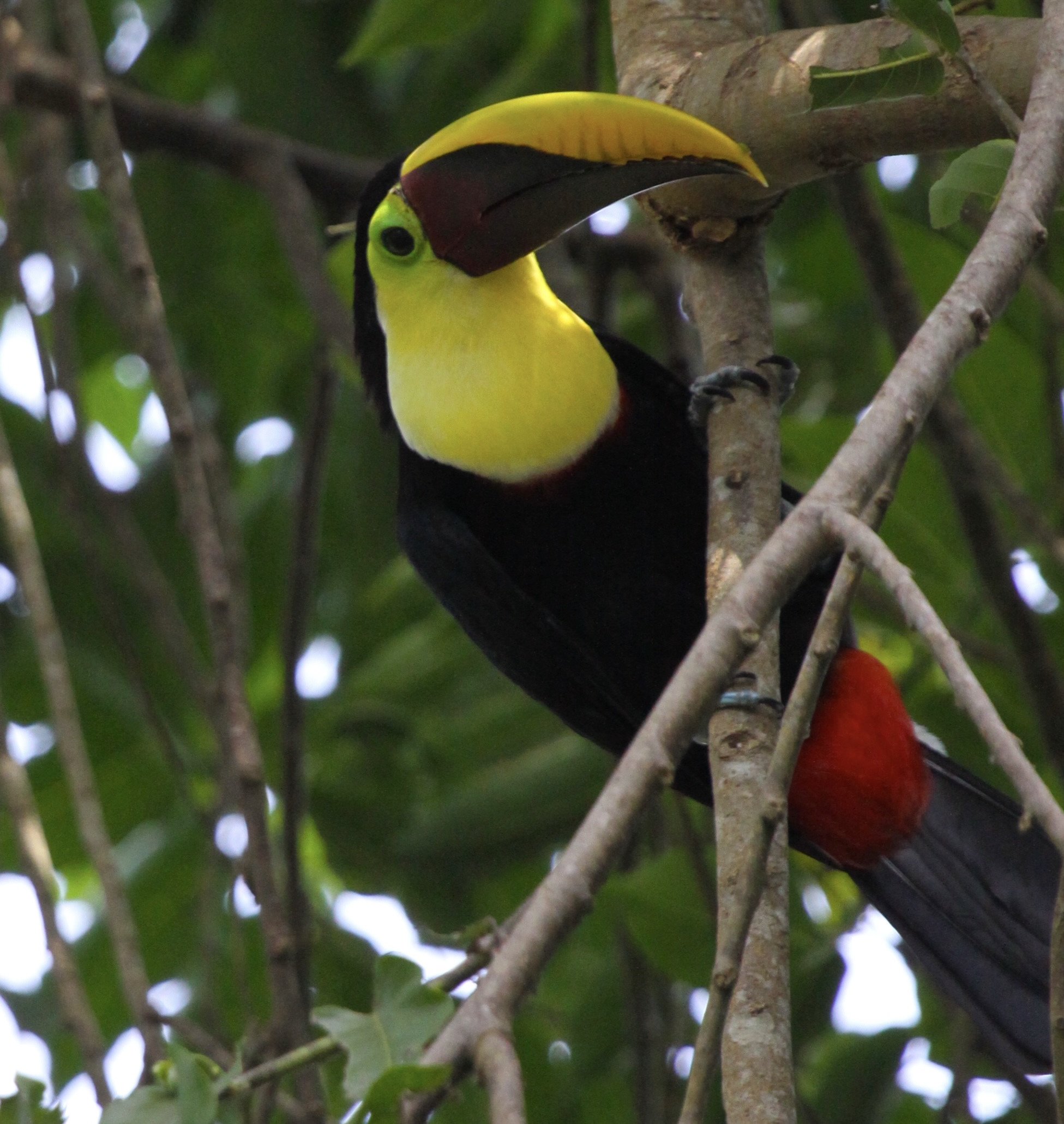 Keel-billed Toucan in Costa Rica tropical forest Los Laureles