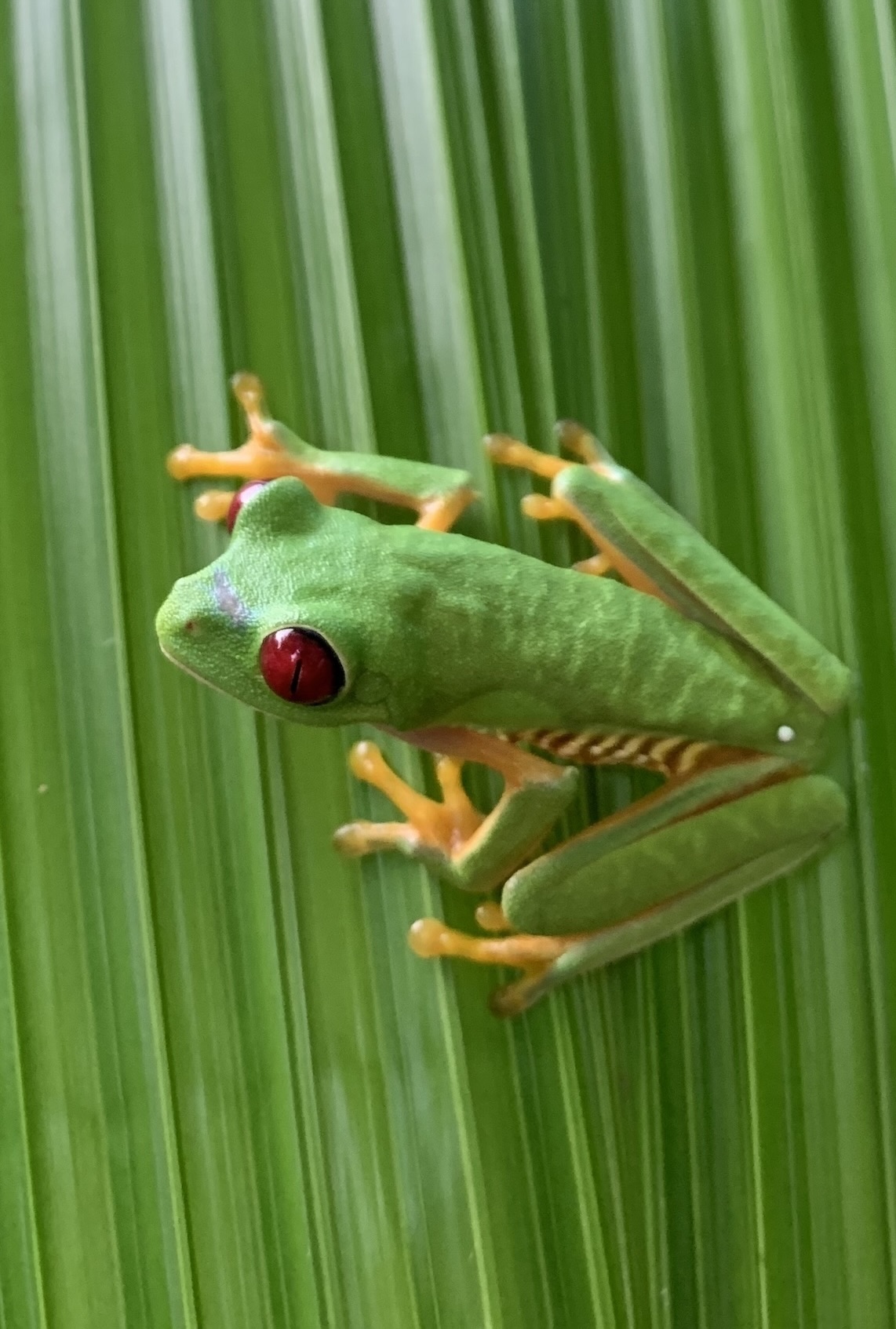 Red-eyed tree frogs at Los Laureles Costa Rica