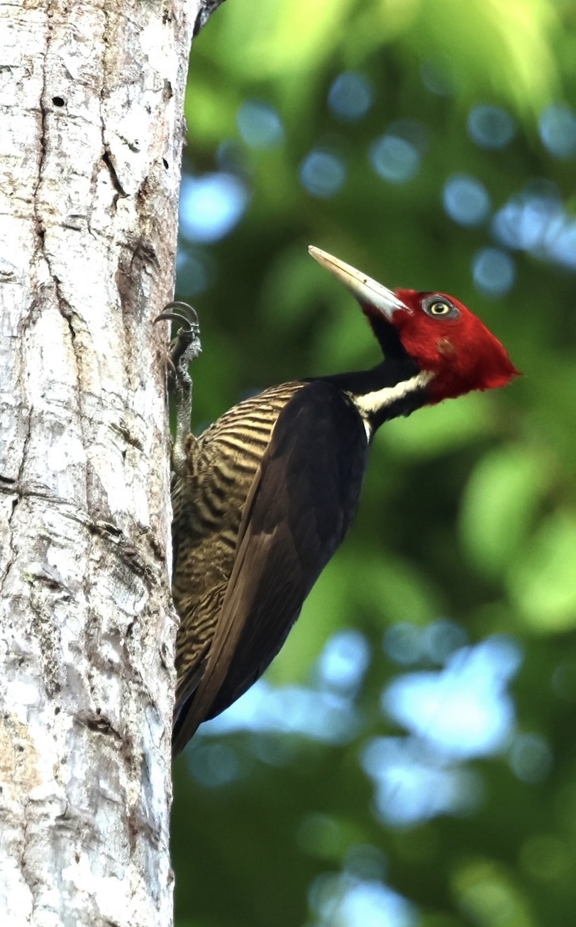 Pale-billed woodpecker birdwatching Costa Rica Los Laureles